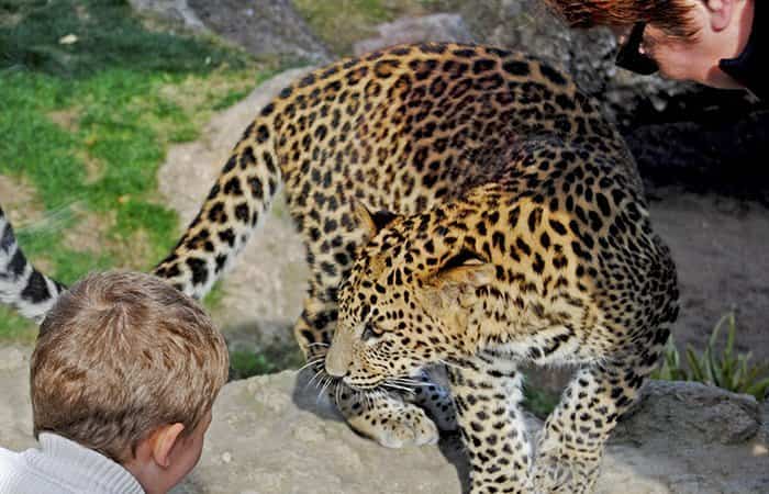 Bioparc Valencia- Leopardos