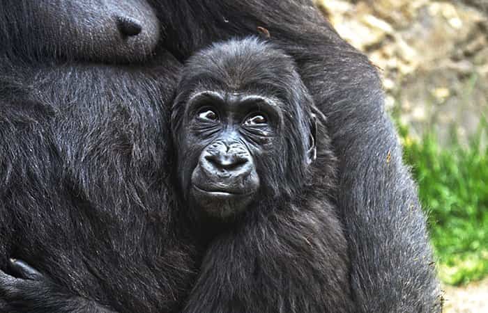 Bebé gorila en Bioparc Valencia