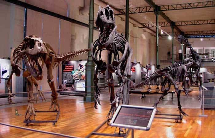 Dinosaurios en el MNCN en Madrid