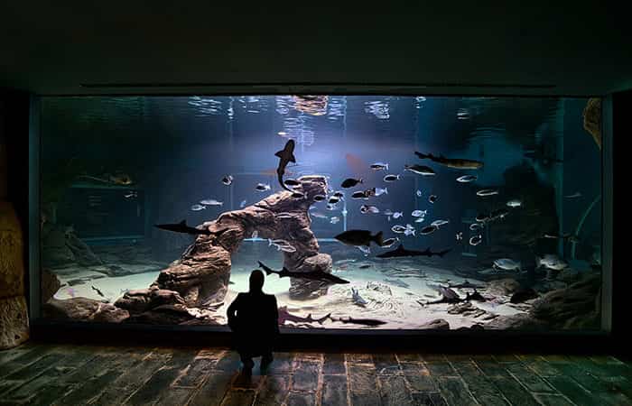 Museo Marítimo del Cantábrico, acuario