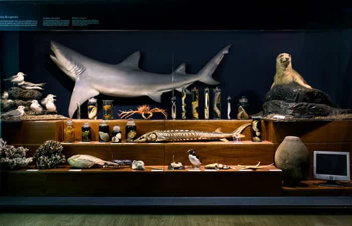 Museo Marítimo del Cantábrico, exposición