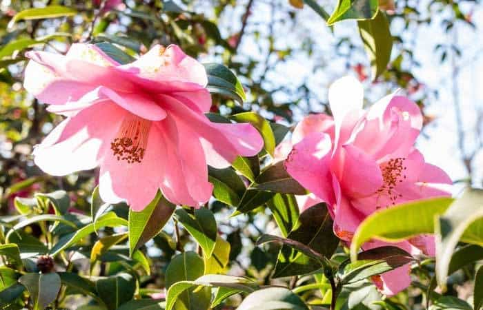 planes para primavera en Madrid: Flores del Real Jardín Botánico