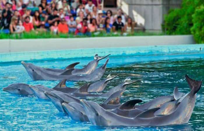 Exhibición de delfines