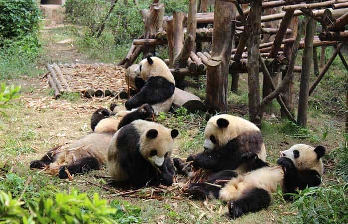 Osos panda del zoo de Madrid