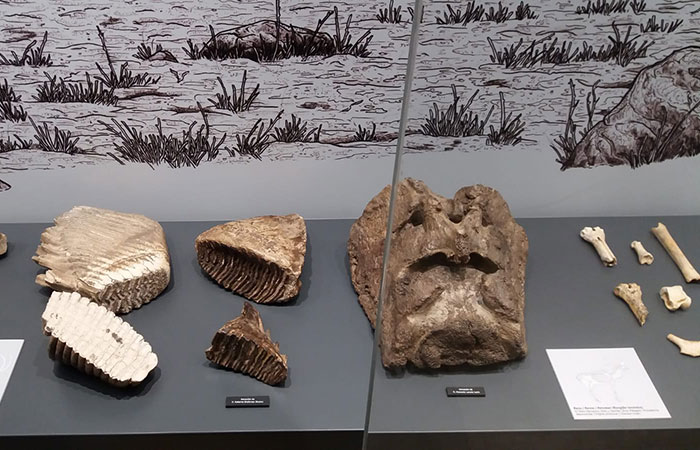 Molar de mamut, en el Museo de Prehistoria y Arqueología de Cantabria