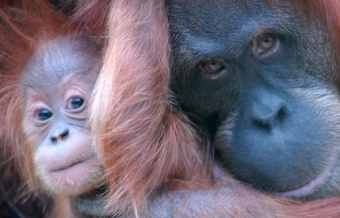 Orangutanes en el zoo de Santillana del Mar