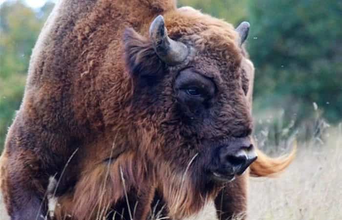 Bison Bonasus &#8211; Reserva y Centro de Interpretación del Bisonte Europeo