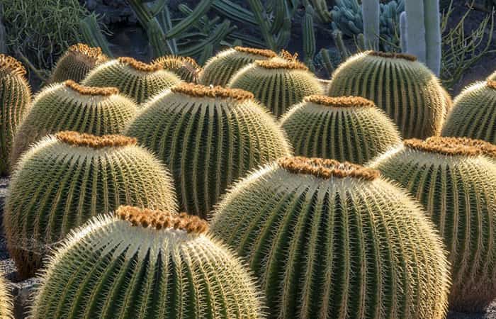 Jardin del cactus