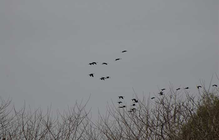 Bandada de aves en época de migración