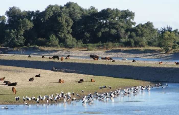 Reserva Natural de los Sotos del Ebro