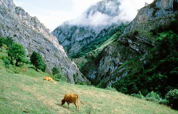 Parque Natural de Ponga en Asturias