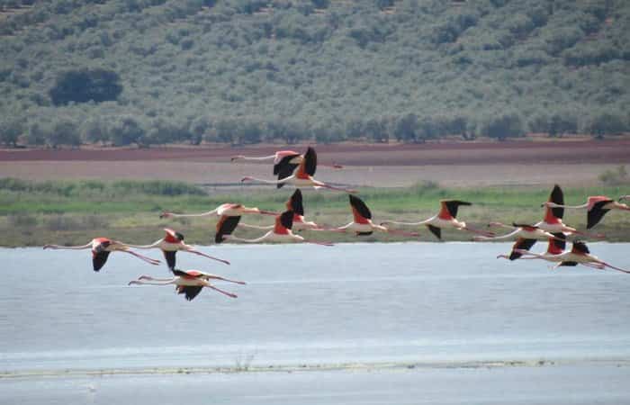 Aves en la reserva natural 