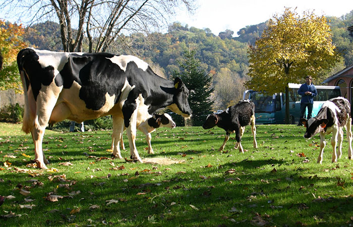 Vacas de La Fageda, en Girona