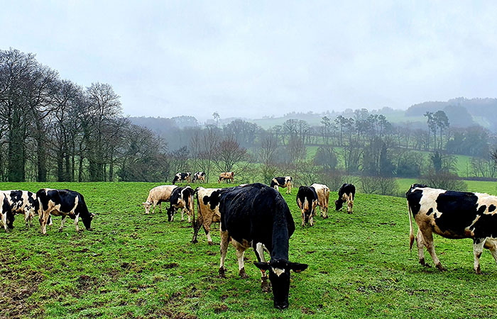 Las vacas de Casa Grande de Xanceda, en A Coruña