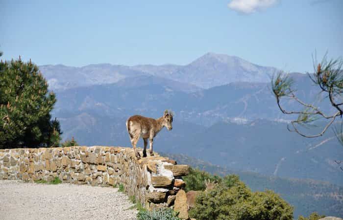 Cabra Montés en la Sierra Bermeja