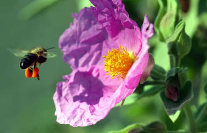 Función polinizadora de las abejas