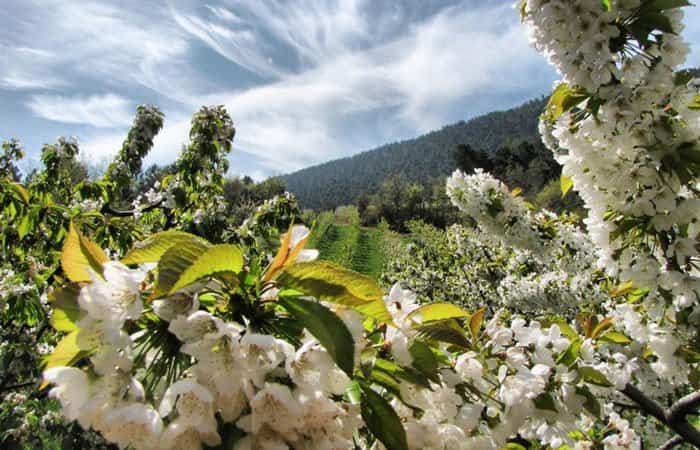 Floración en el Valle de las Caderechas, Burgos