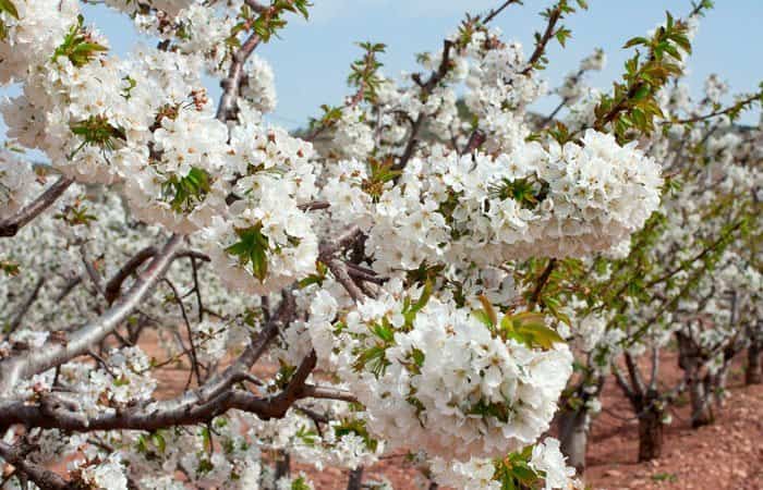 Floración de los cerezos en Alfarnate, Málaga