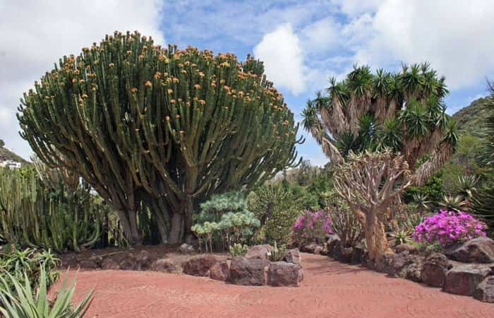 Jardín Botánico Viera y Clavijo en Gran Canaria