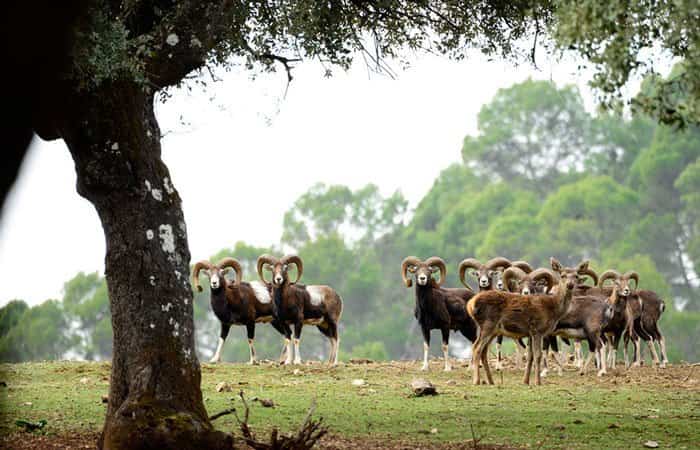 Centro de Fauna Silvestre Collado del Almendral en Jaén