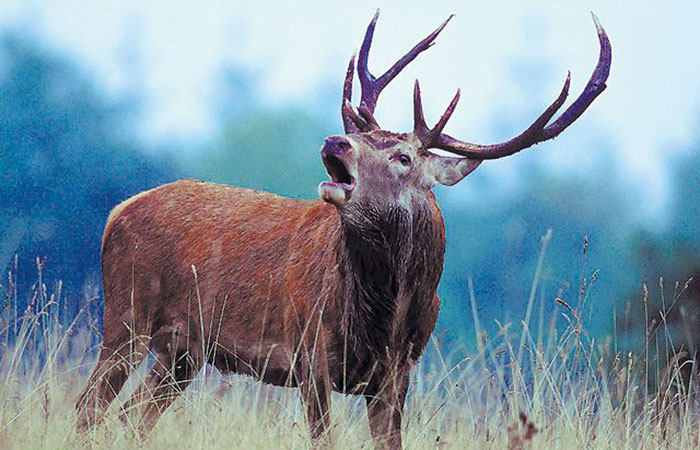 Berrea de ciervos en el Bosque de Quinto Real en Navarra