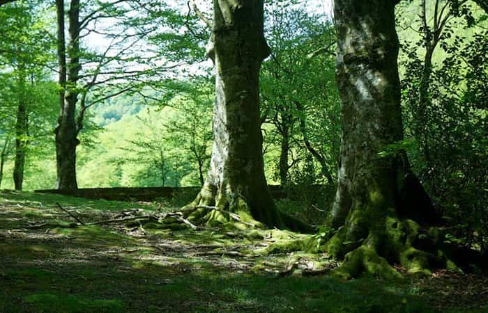 Bosque de Leurtza en Navarra