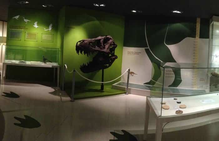 Museo Paleontológico de Elche