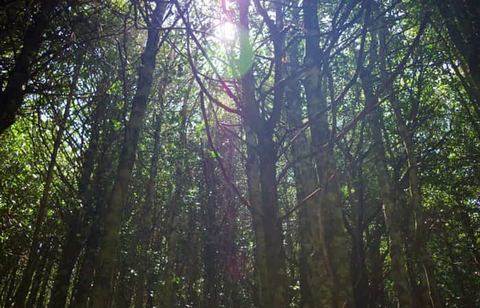 Bosques de la Reserva Natural Acebal de Garagüeta