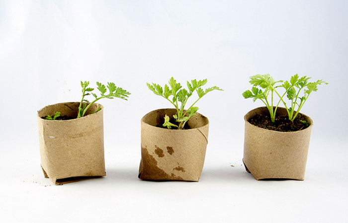 crear un jardín dentro de casa: macetas biodegradables
