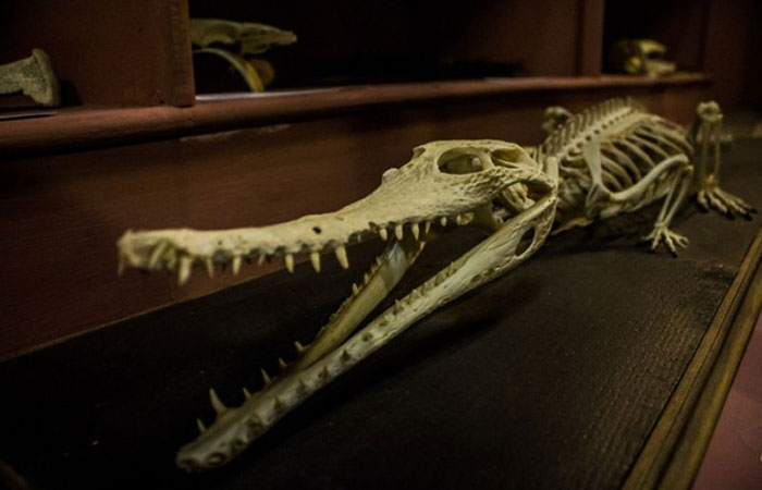 Esqueleto de cocodrilo del Museo de Ciencias Naturales El Carmen