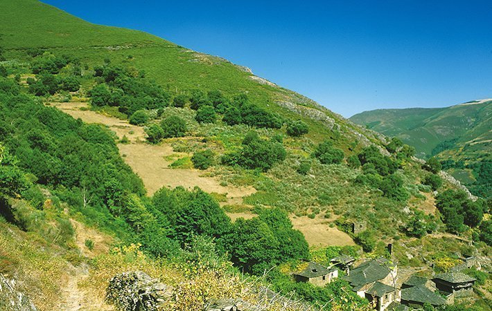 Alcornocal de Boxo en Allande, Asturias