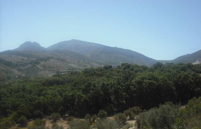 Bosque de la Bañizuela en Torredelcampo, Jaén