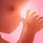 Apps que necesitas si vas a tener un bebé: embarazo+