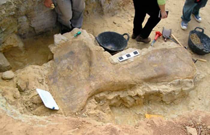 Fósil en el Museo Paleontológico de Alpuente