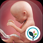 Apps que necesitas si vas a tener un bebé: Mi embarazo y mi bebé Baby Center