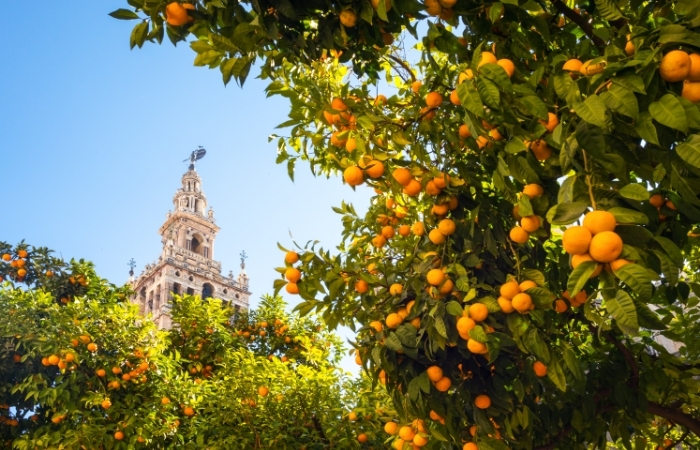 Patio de los Naranjos de la Mezquita de Córdoba