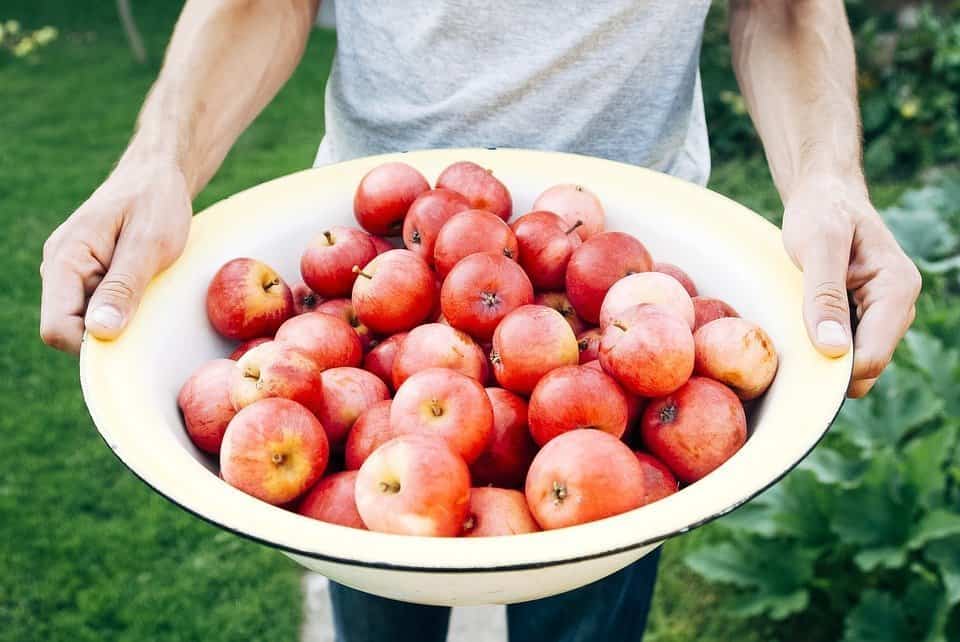 Recogida de manzanas