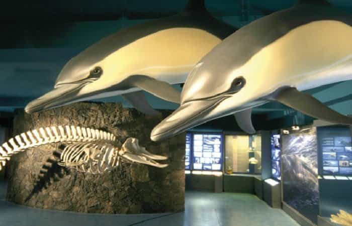 Museo de Cetáceos de Lanzarote