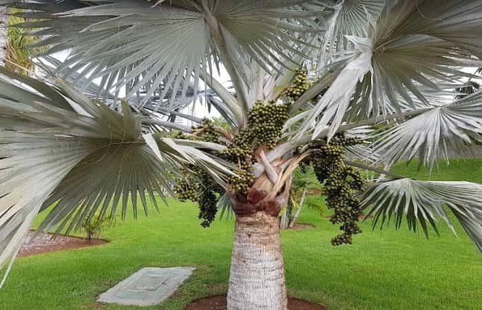 Palmetum en Tenerife