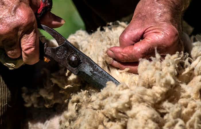Pastor esquilando una oveja