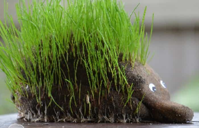 Pequeños animalitos de hierba