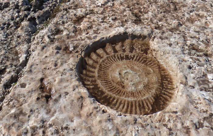 Fósil de Ammonite