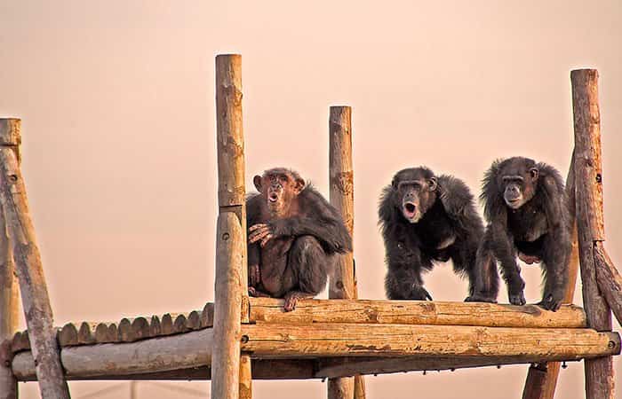 Primates en grupos sociales adecuados