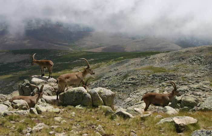 Cabras hispánicas en en Parque Regional Sierra de Gredos