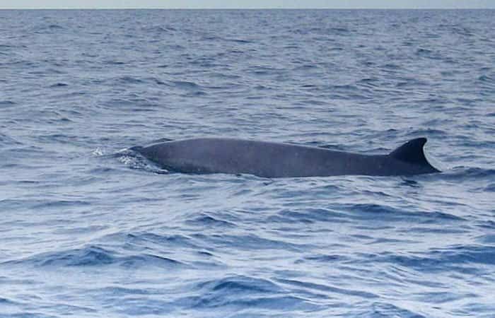 Avistar cetáceos en España