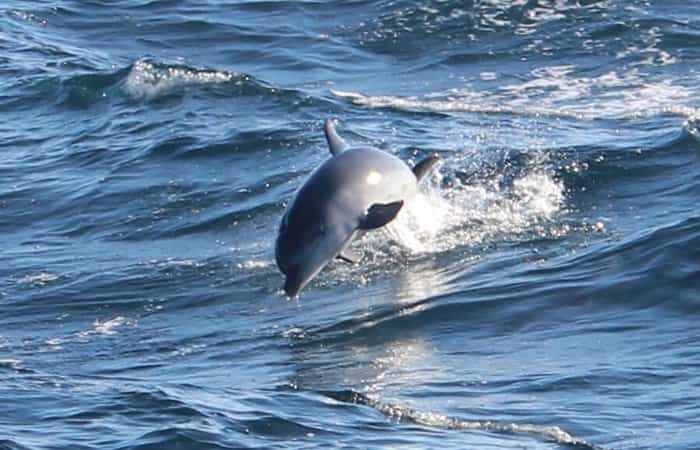 Avistar cetáceos en España