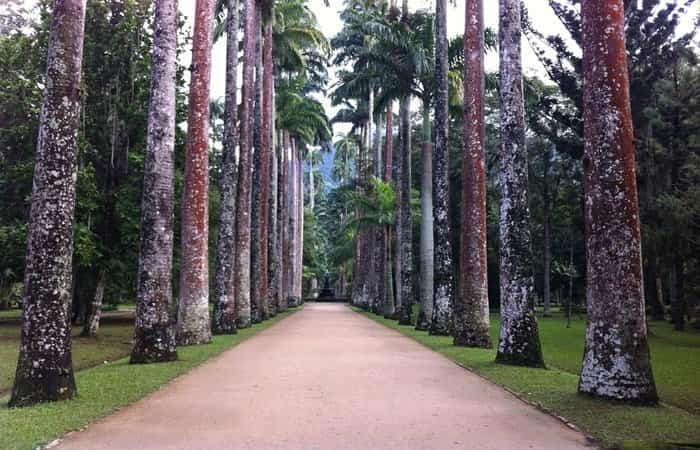 Brasil, avenida de palmeras en el Jardín Botánico de Río de Janeiro