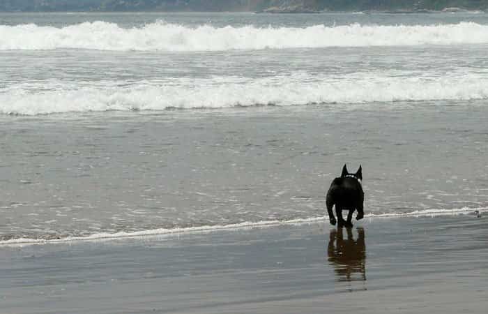 Perro disfrutando de la playa