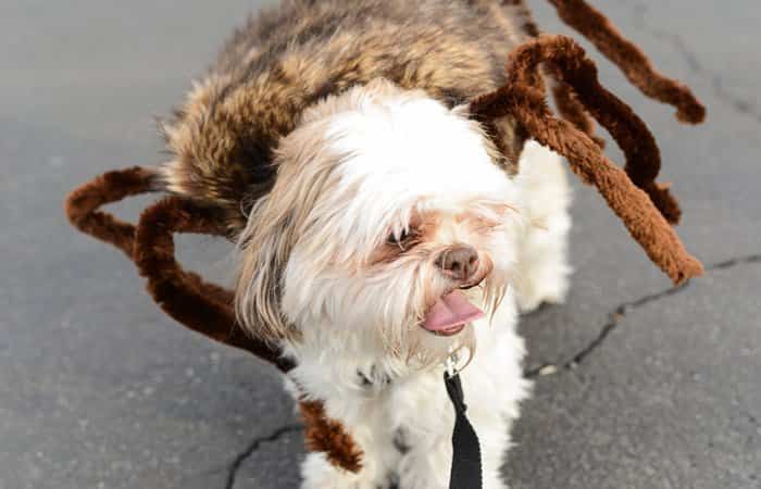 Disfraces de Halloween para mascotas de araña