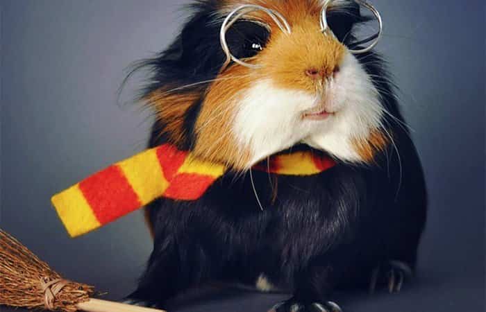 Disfraces de Halloween para mascotas de Harry Potter